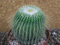 Eriocactus leninghausii inermis pot 9 cm - 12399377