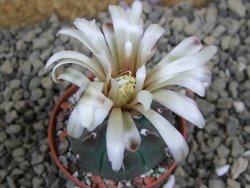 Gymnocalycium vatteri unguispinum, pot 5,5 cm - 12399379