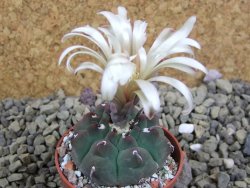 Gymnocalycium vatteri unguispinum, pot 5,5 cm - 12399380