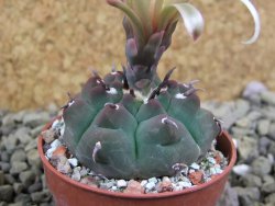 Gymnocalycium vatteri unguispinum, pot 5,5 cm - 12399381