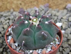 Gymnocalycium vatteri unguispinum, pot 5,5 cm - 12399382