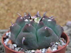 Gymnocalycium vatteri unguispinum, pot 5,5 cm - 12399383