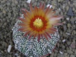 Astrophytum Z Jasenné pot 5,5 cm - 12399385