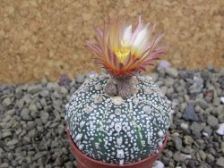 Astrophytum Z Jasenné pot 5,5 cm - 12399386