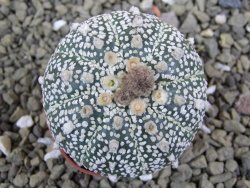 Astrophytum Z Jasenné pot 5,5 cm - 12399387