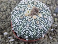 Astrophytum Z Jasenné pot 5,5 cm - 12399388