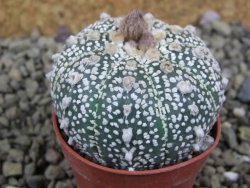 Astrophytum Z Jasenné pot 5,5 cm - 12399389