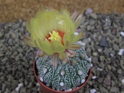 Astrophytum Z Jasenné pot 5,5 cm - 12399390