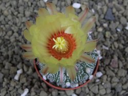 Astrophytum Z Jasenné pot 5,5 cm - 12399391