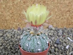 Astrophytum Z Jasenné pot 5,5 cm - 12399392