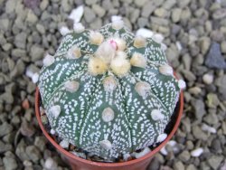 Astrophytum Z Jasenné pot 5,5 cm - 12399394