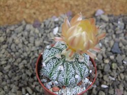 Astrophytum Z Jasenné pot 5,5 cm - 12399396