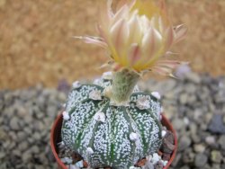 Astrophytum Z Jasenné pot 5,5 cm - 12399397