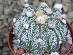 Astrophytum Z Jasenné pot 5,5 cm - 12399399