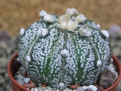 Astrophytum Z Jasenné pot 5,5 cm - 12399401