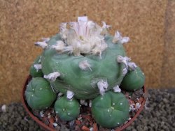 Lophophora difusa XXl pot 12 cm - 12399403