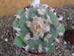 Lophophora difusa XXl pot 12 cm - 12399404