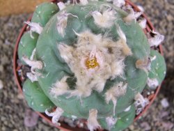 Lophophora difusa XXl pot 12 cm - 12399405