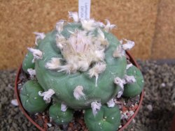 Lophophora difusa XXl pot 12 cm - 12399406