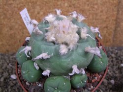 Lophophora difusa XXl pot 12 cm - 12399408