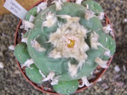 Lophophora difusa XXl pot 12 cm - 12399409