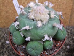 Lophophora difusa XXl pot 12 cm - 12399410