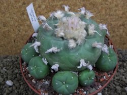 Lophophora difusa XXl pot 12 cm - 12399411