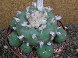 Lophophora difusa XXl pot 12 cm - 12399412