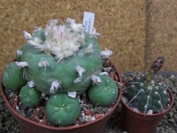 Lophophora difusa XXl pot 12 cm - 12399413