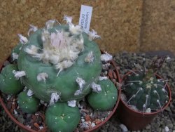 Lophophora difusa XXl pot 12 cm - 12399414