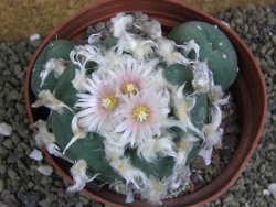 Lophophora difusa polycephala Vizaron XXl pot 12 cm - 12399416