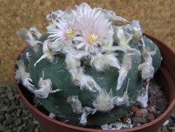 Lophophora difusa polycephala Vizaron XXl pot 12 cm - 12399417