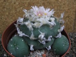 Lophophora difusa polycephala Vizaron XXl pot 12 cm - 12399418