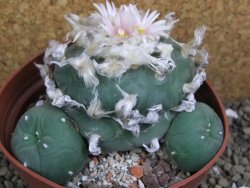 Lophophora difusa polycephala Vizaron XXl pot 12 cm - 12399419