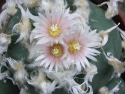 Lophophora difusa polycephala Vizaron XXl pot 12 cm - 12399420