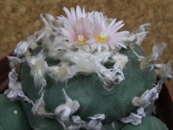 Lophophora difusa polycephala Vizaron XXl pot 12 cm - 12399421