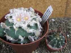 Lophophora difusa polycephala Vizaron XXl pot 12 cm - 12399422