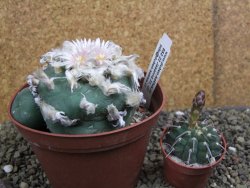 Lophophora difusa polycephala Vizaron XXl pot 12 cm - 12399423