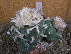 Lophophora difusa polycephala Vizaron XXl pot 10 cm - 12399424