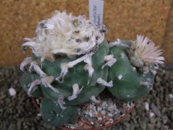 Lophophora difusa polycephala Vizaron XXl pot 10 cm - 12399425