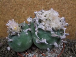 Lophophora difusa polycephala Vizaron XXl pot 10 cm - 12399427