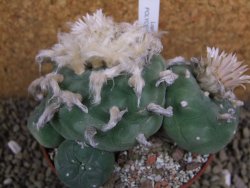 Lophophora difusa polycephala Vizaron XXl pot 10 cm - 12399428