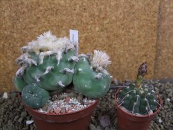 Lophophora difusa polycephala Vizaron XXl pot 10 cm - 12399429