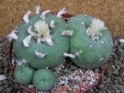 Lophophora difusa polycephala Vizaron XXl pot 10 cm - 12399430