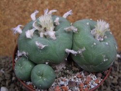 Lophophora difusa polycephala Vizaron XXl pot 10 cm - 12399433