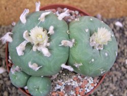 Lophophora difusa polycephala Vizaron XXl pot 10 cm - 12399434