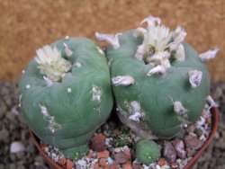 Lophophora difusa polycephala Vizaron XXl pot 10 cm - 12399435