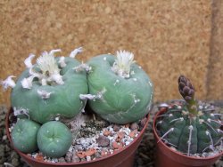 Lophophora difusa polycephala Vizaron XXl pot 10 cm - 12399436