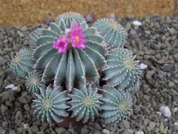 Geohintonia mexicana, pot 7 cm Roubovaná