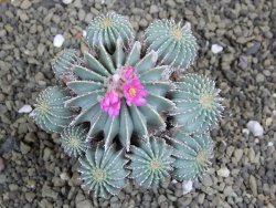 Geohintonia mexicana, pot 7 cm Roubovaná - 12399438